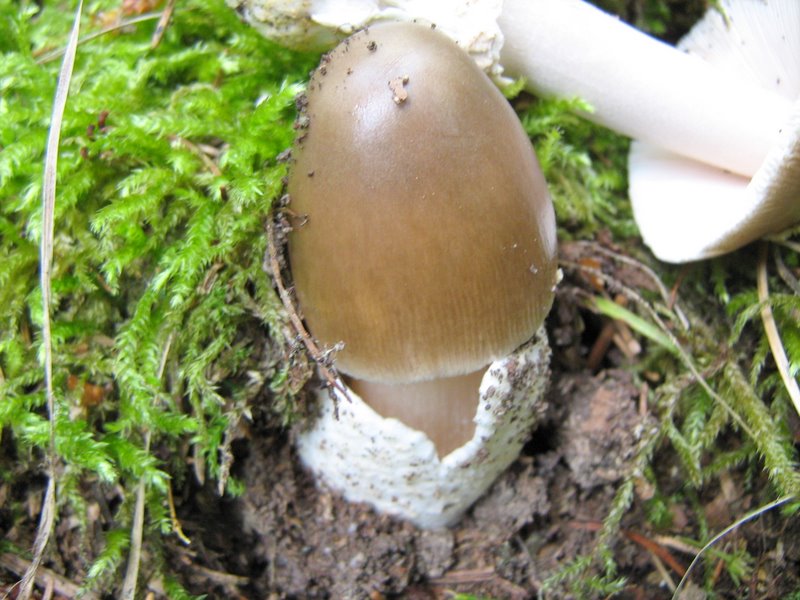 Funghi da Le Piastre